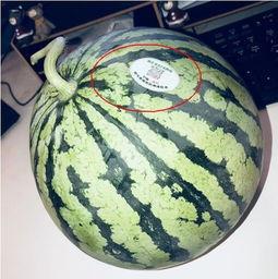 网红瓜可以在哪吃,揭秘各大热门美食聚集地  第1张