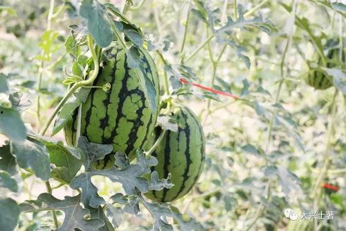 吃瓜四大网红,揭秘吃瓜四大网红的传奇故事  第1张