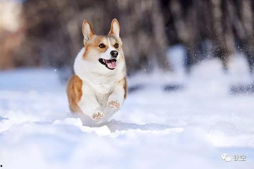 雪可爱爆料陈死狗视频,真相大白引热议 第1张 雪可爱爆料陈死狗视频,真相大白引热议 第1张